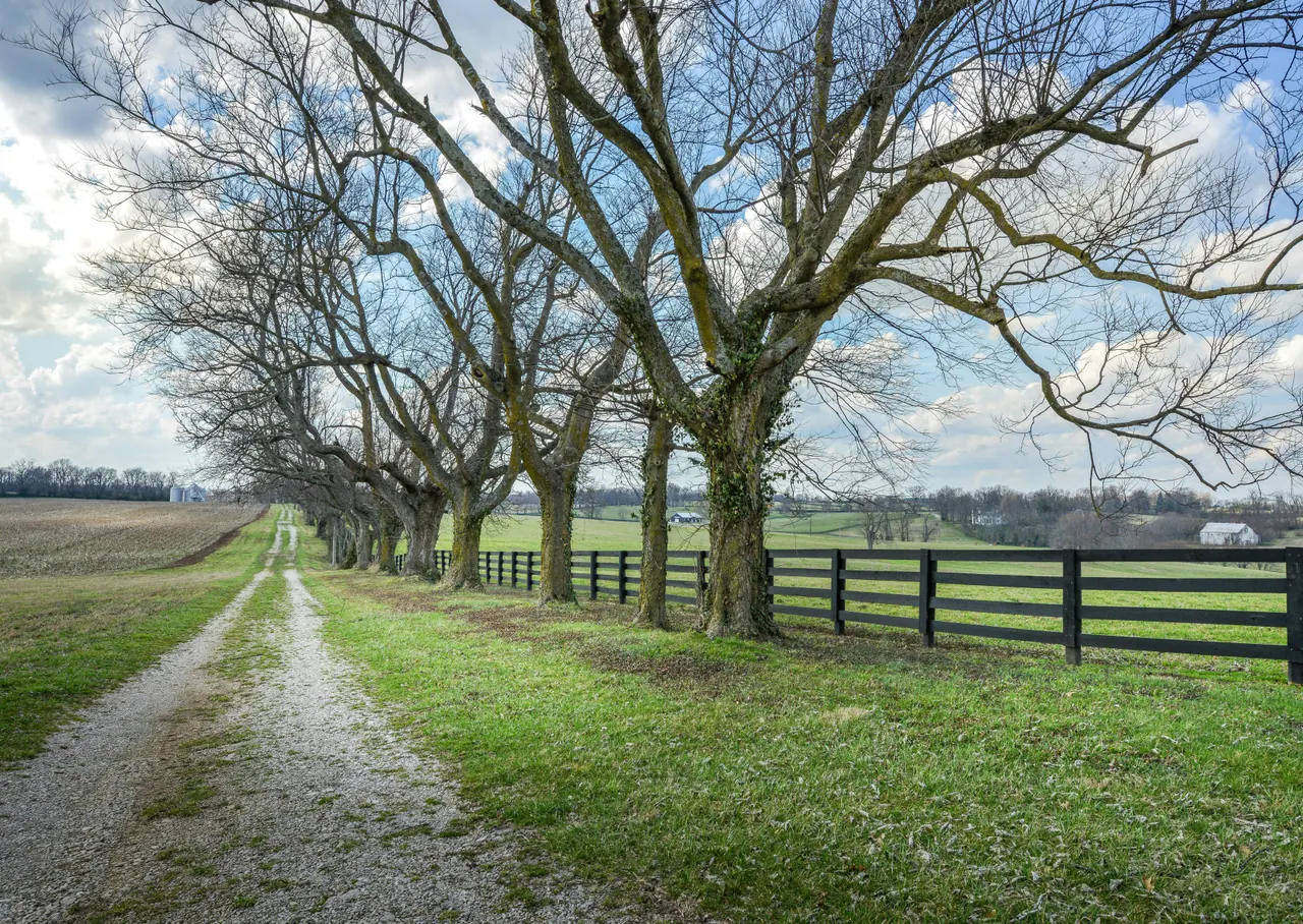 A gravel lane lined with tall bare trees beside a black four-board fence and open pasture