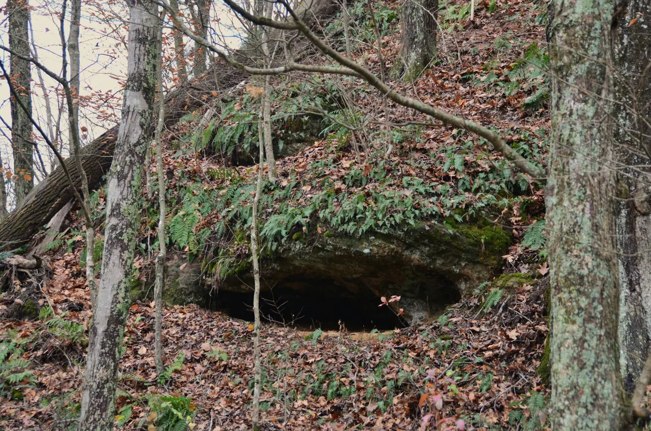 A small cave opening under a mossy ledge on a wooded hillside covered in fallen leaves and ferns