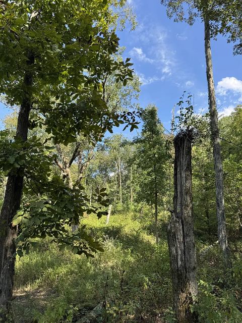 Chapel Hill Pike photo 11