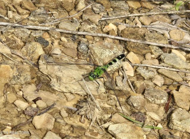 Grassy Knob Road photo 25